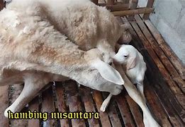 Kambing Melahirkan Kembar 9 Bulan