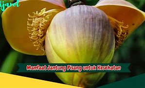 Manfaat Jantung Pisang Untuk Jantung